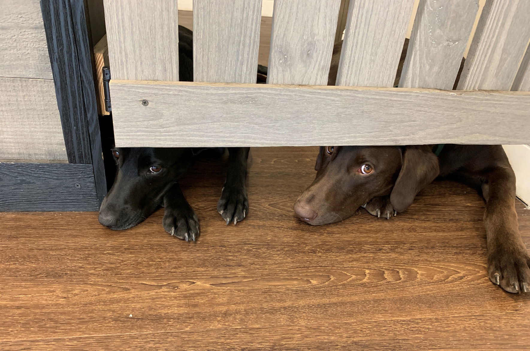 Pups